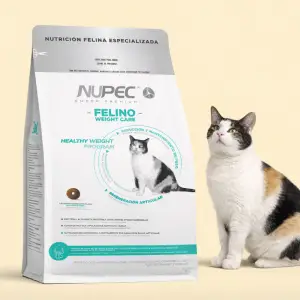 Gatito y Hembras Gestantes o Lactantes